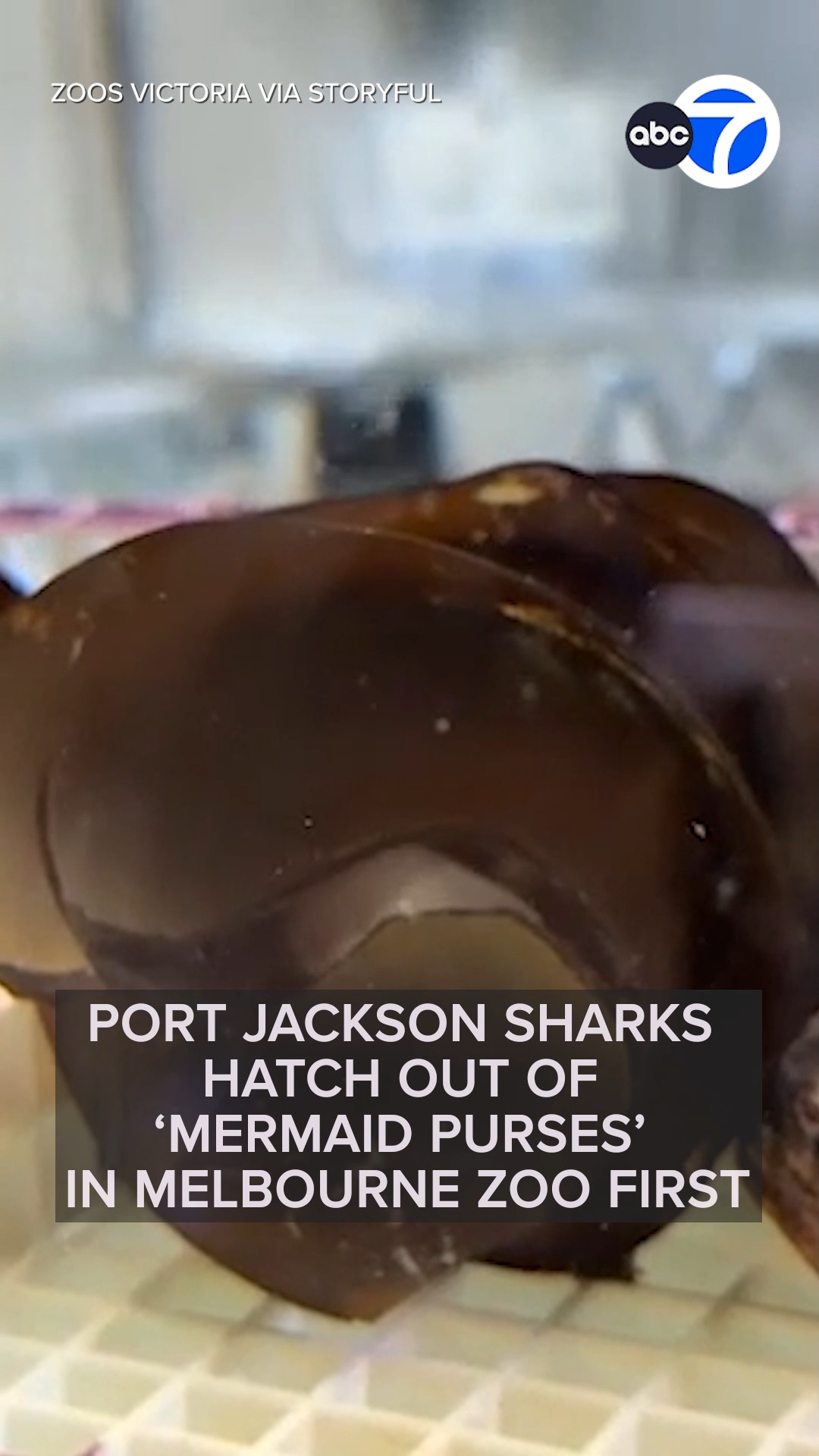 Sharks Hatch Out of 'Mermaid Purses' in Melbourne Zoo First