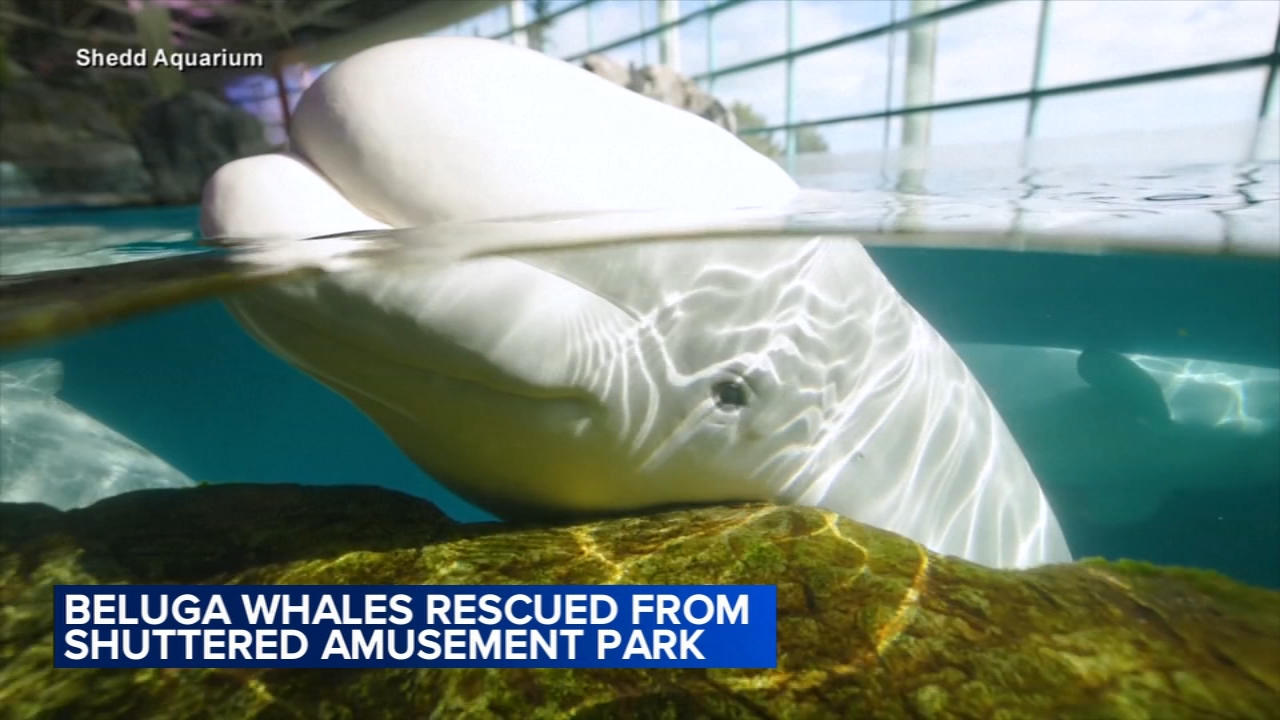 Beluga whales rescued from shuttered amusement park
