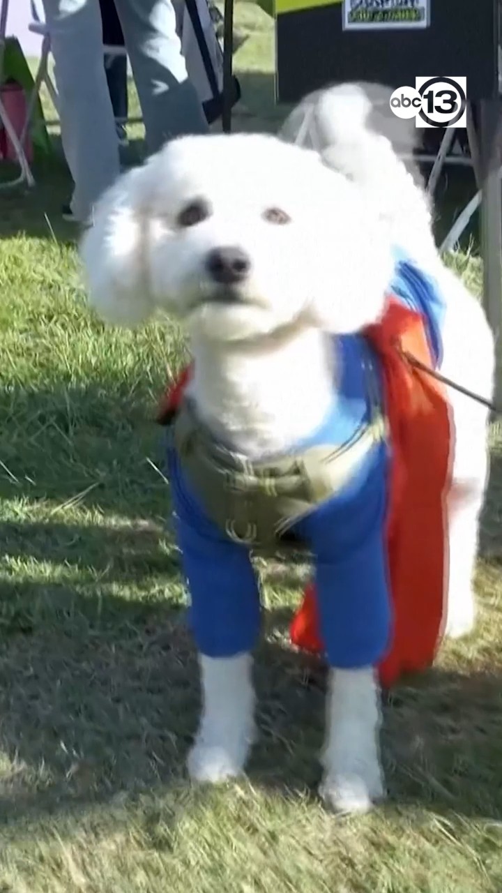 PAWmicon is a one-of-a-kind San Diego tradition