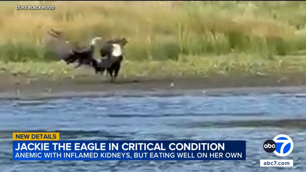 New video shows Big Bear's Jackie in fight with 2 other eagles