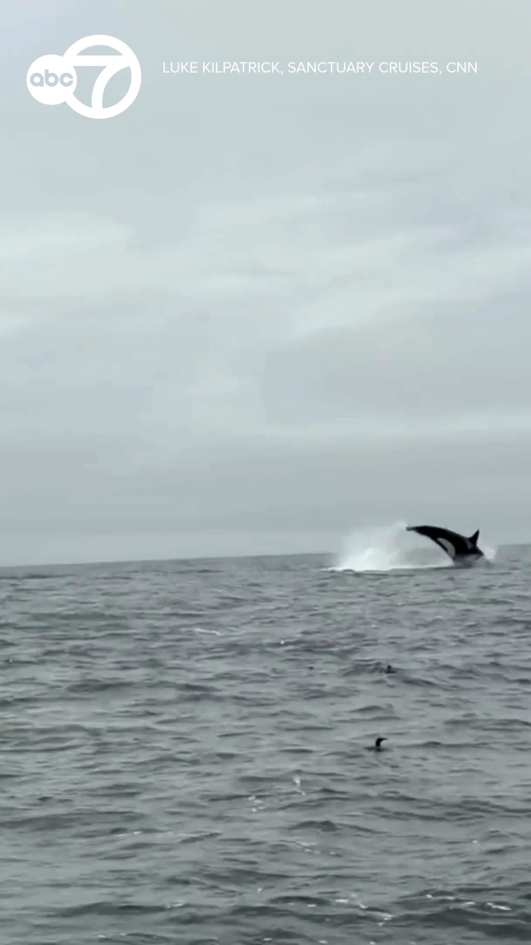 Orca hunts dolphins in Monterey Bay, California