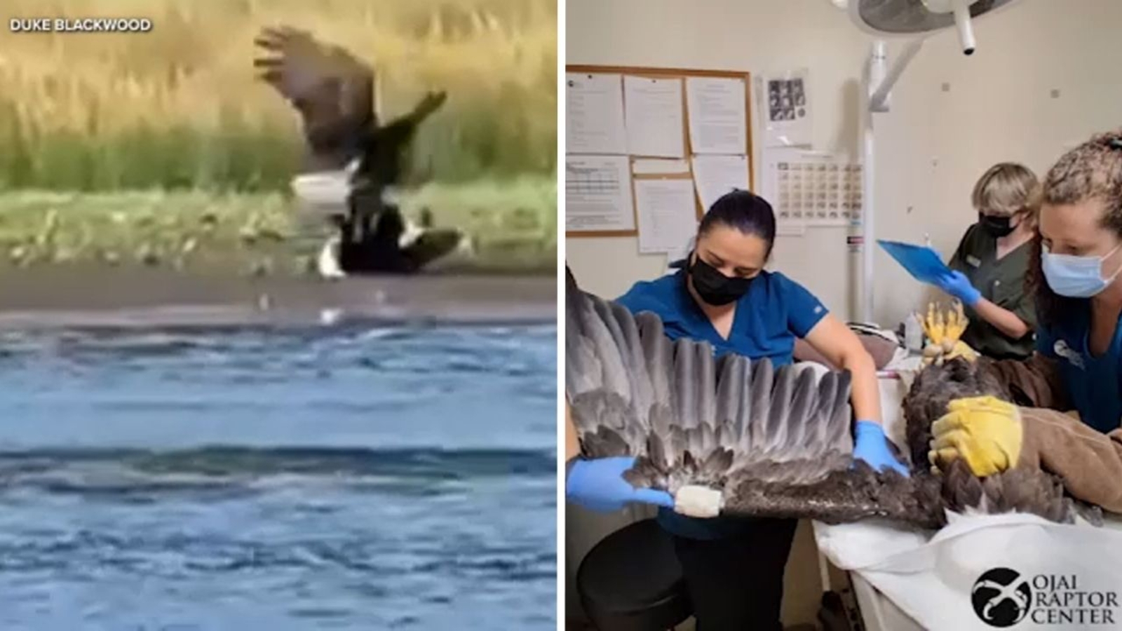Vet teams believe Jackie was already sick before eagle fight captured on video near Big Bear nest