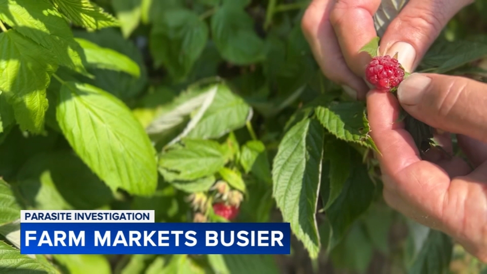Local farms see interest rise as cyclosporiasis outbreak raises concerns about produce