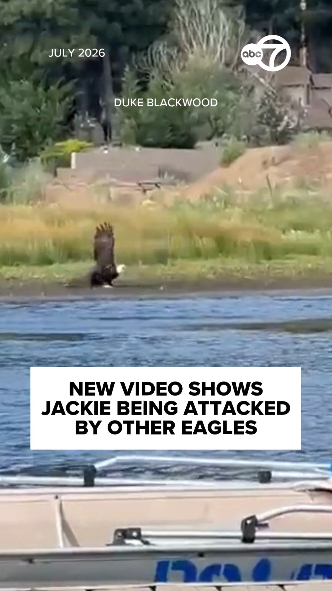 New video shows Jackie being attacked by other eagles