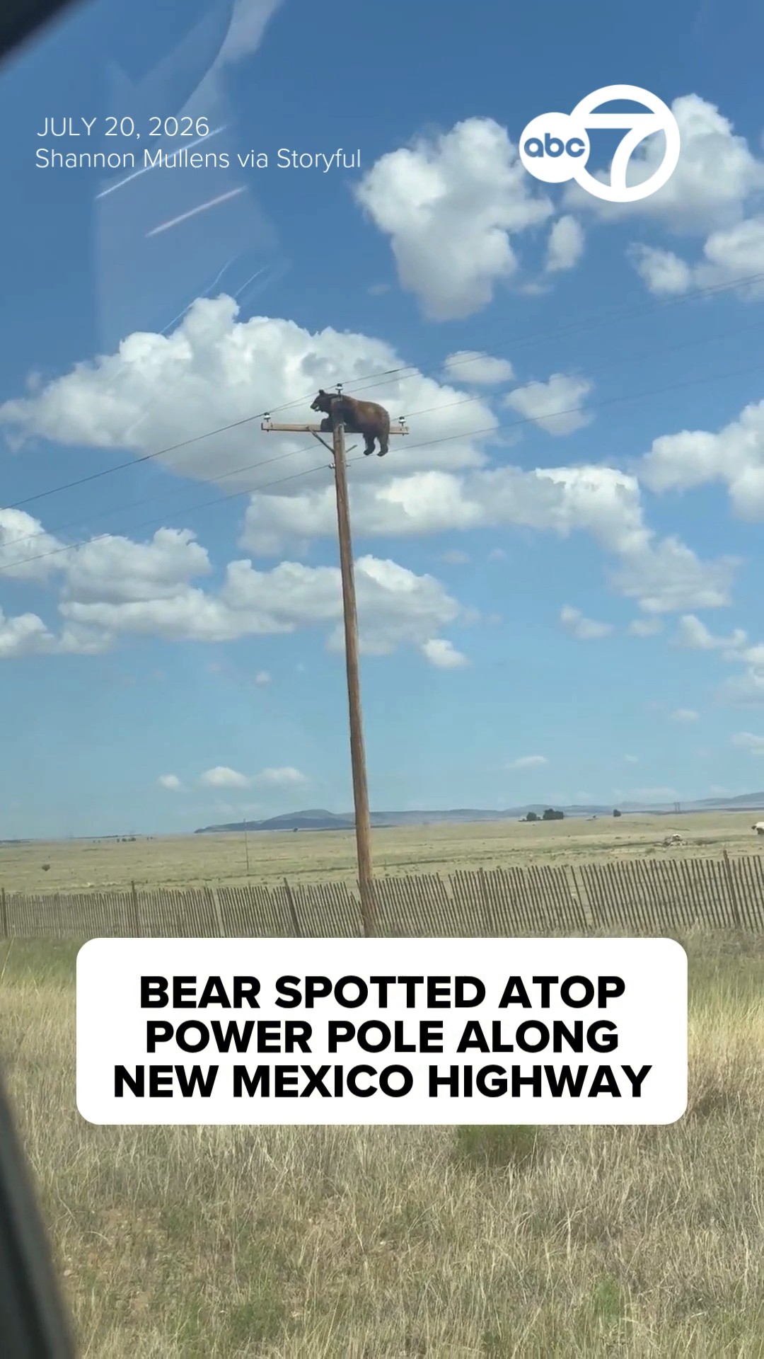 Bear spotted atop power pole along New Mexico highway