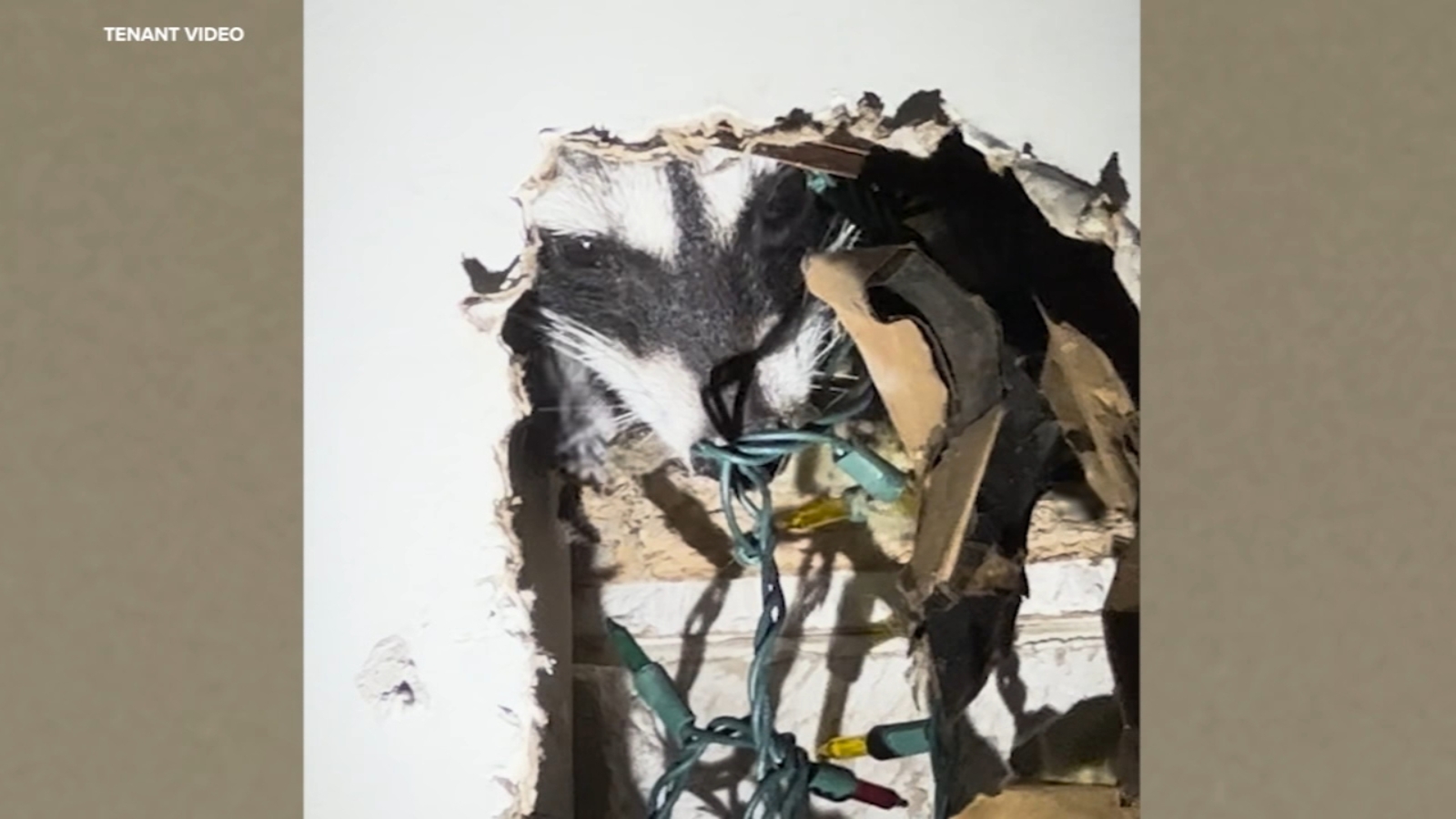SF tenants fearful as raccoon gives birth, slowly claws through apartment wall, breaks into bedroom