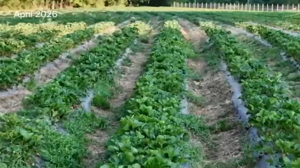 Recent rain brings relief, caution for farmers