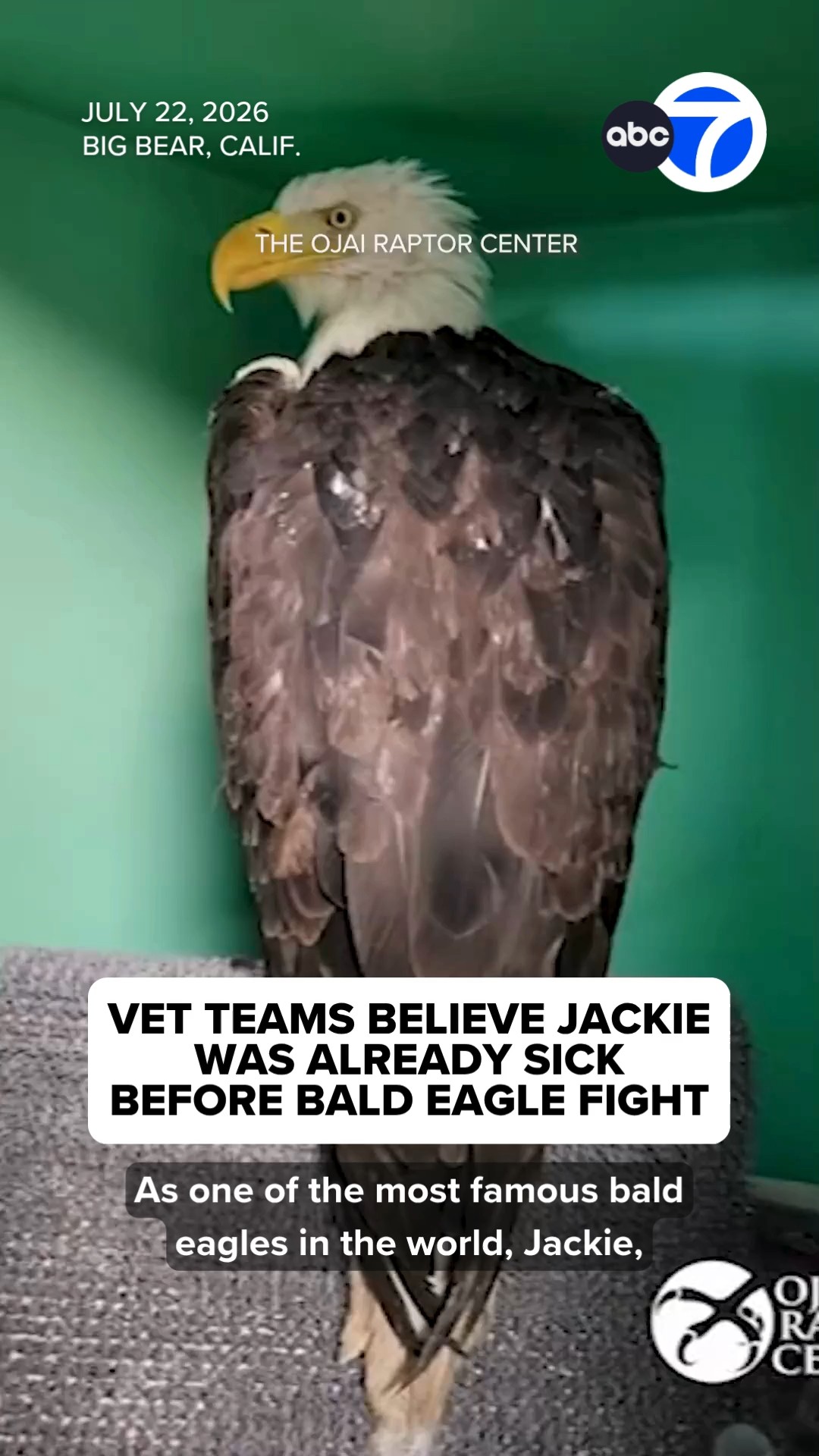 Vet teams believe Jackie was already sick before bald eagle fight