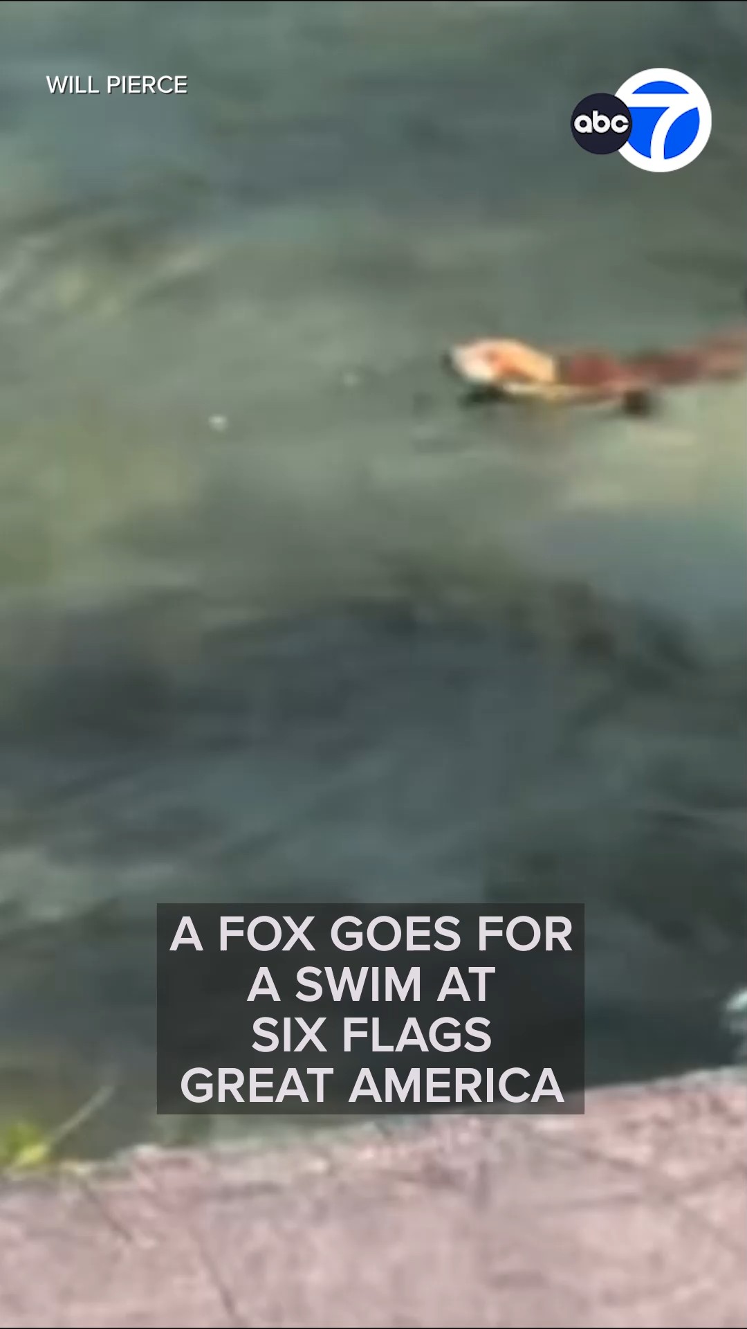 Fox rescued from water at Six Flags Great America

