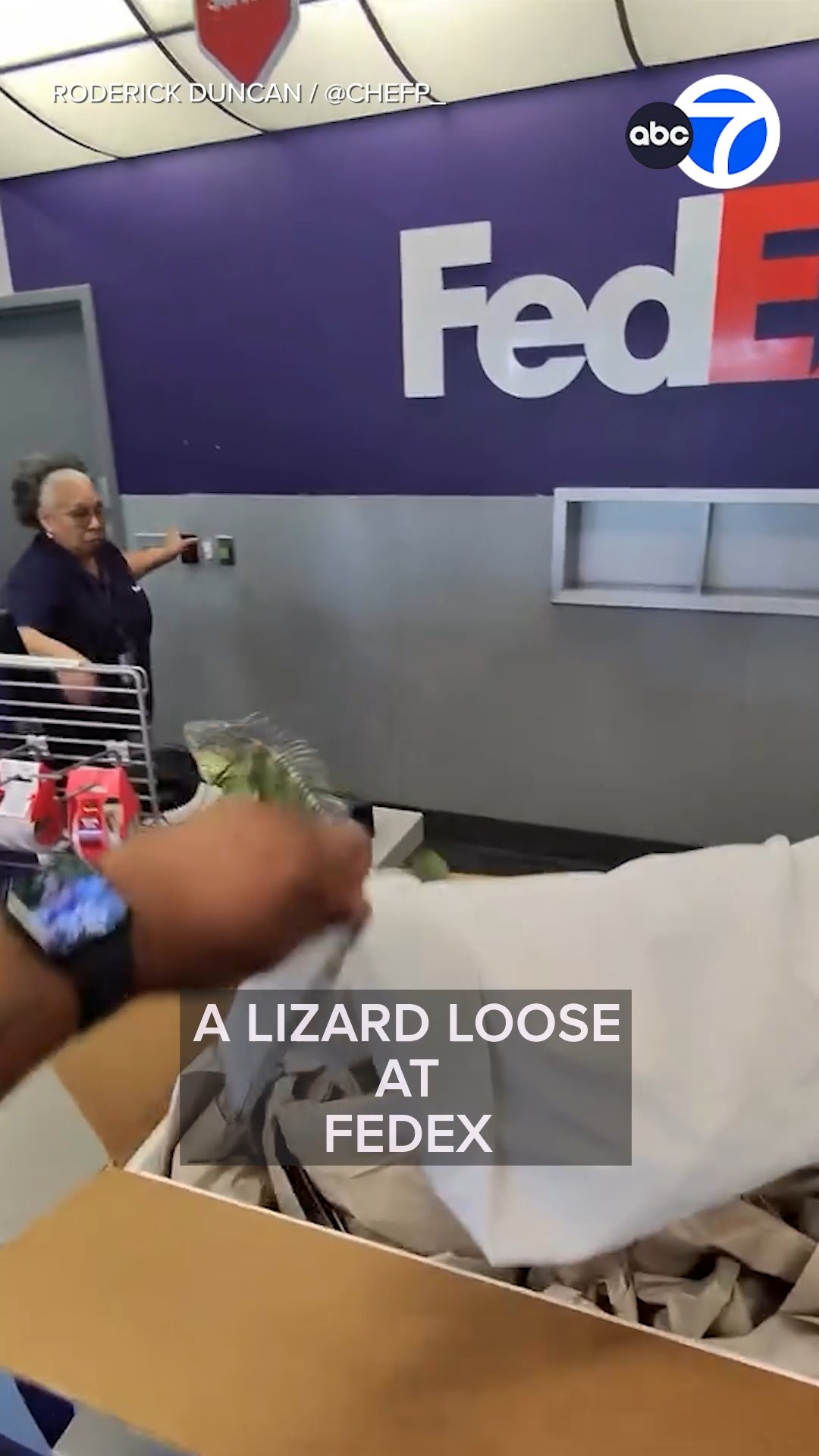 A lizard loose at FedEx