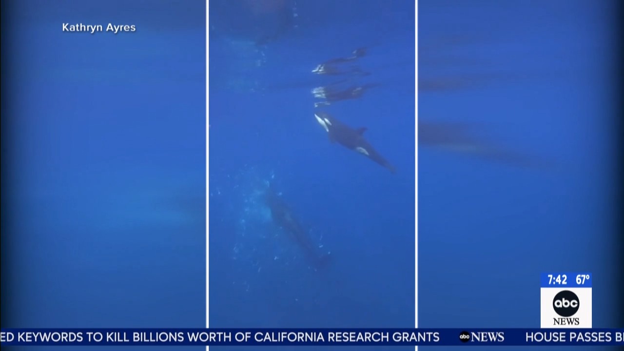 Orcas filmed pulverizing sunfish
