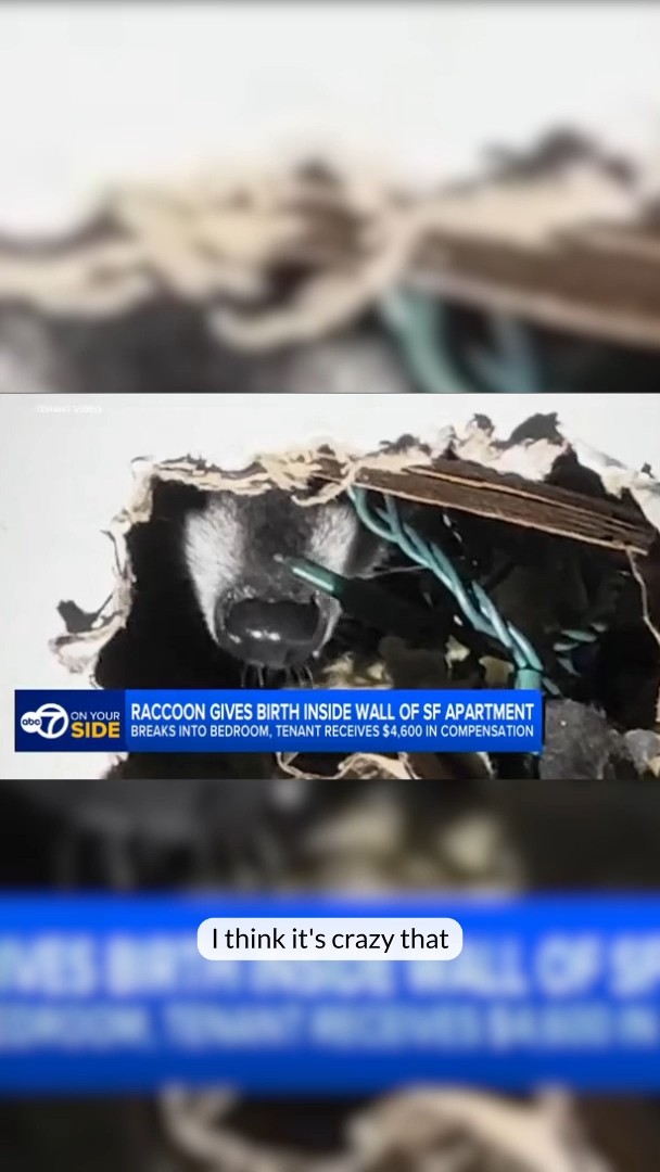 Raccoon gives birth inside apartment wall, breaks into bedroom
