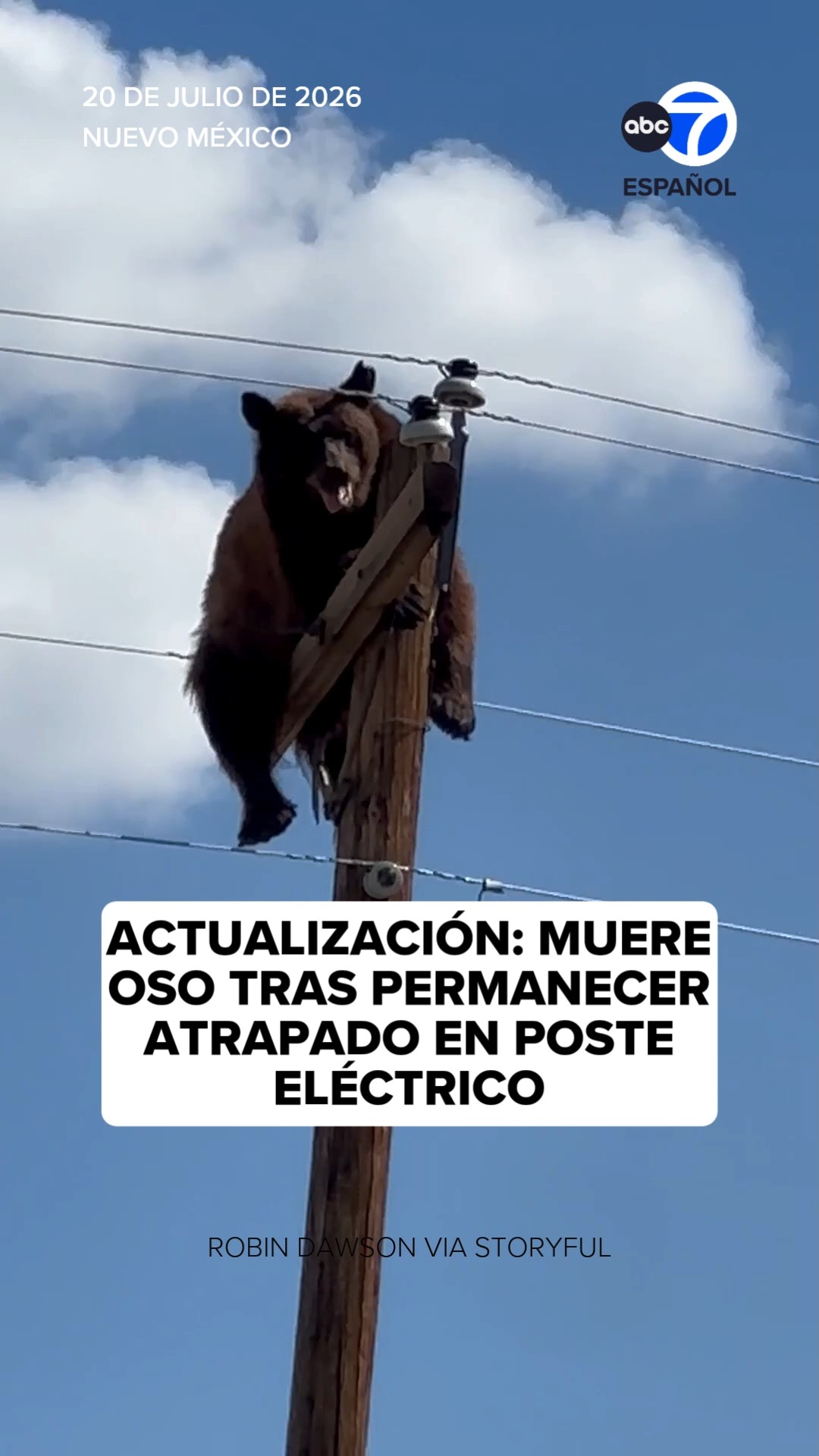 Muere oso tras permanecer atrapado en poste eléctrico en Nuevo México
