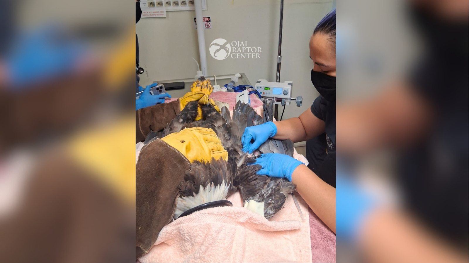 Jackie still critical after life-saving blood transfusion but shows improvement, vet team says