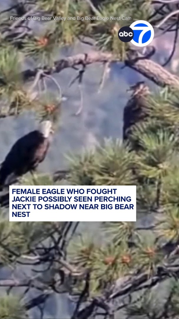 Female eagle who fought Jackie possibly seen perching next to Shadow