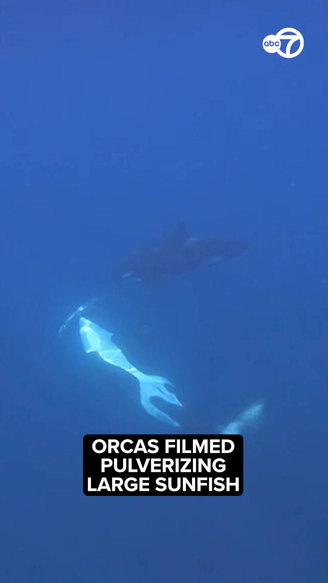 Orcas filmed pulverizing large sunfish