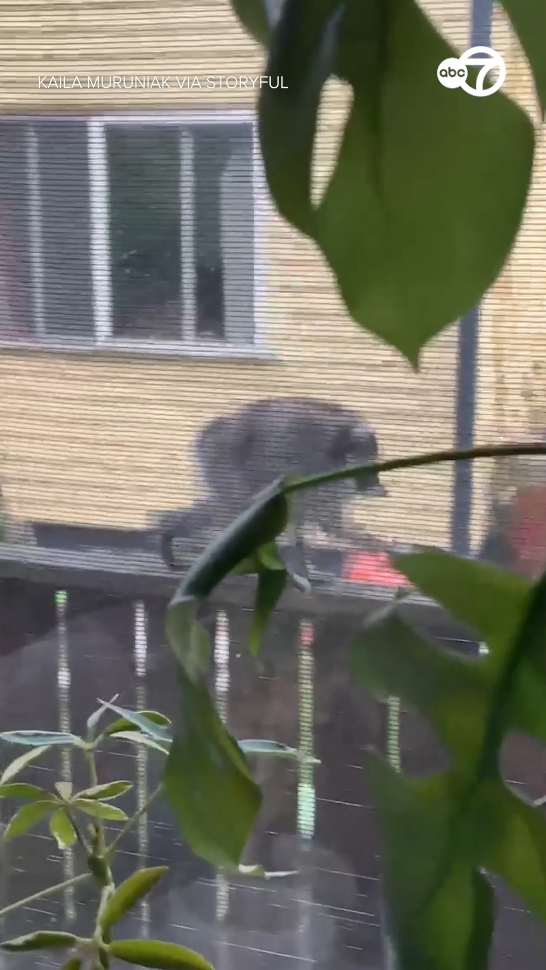 Viral raccoon Jimothy spotted in all his glory