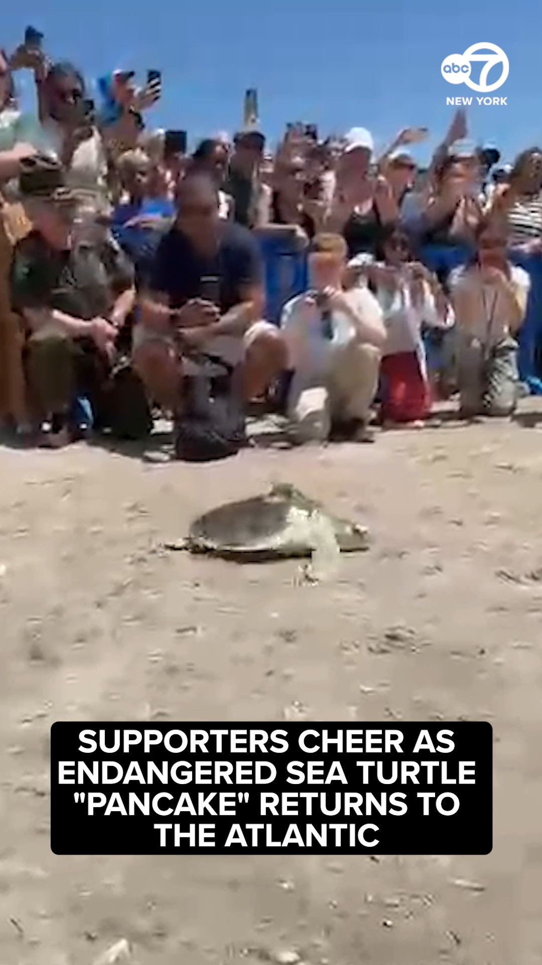 Pancake the sea turtle released back into the ocean