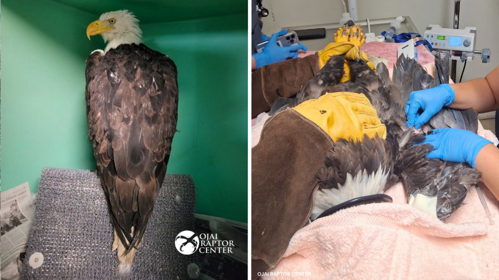 Big Bear bald eagle Jackie: Latest health update says bird received successful life-saving blood transfusion, but remains critical