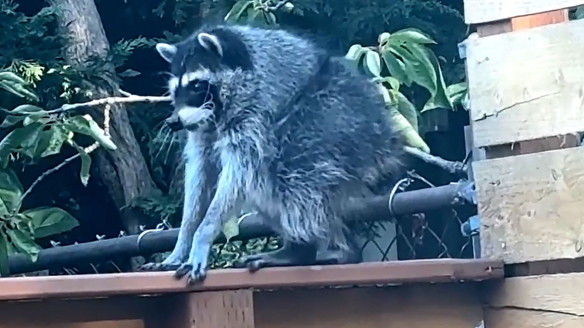 How 'Jimothy' the raccoon turned into a viral star