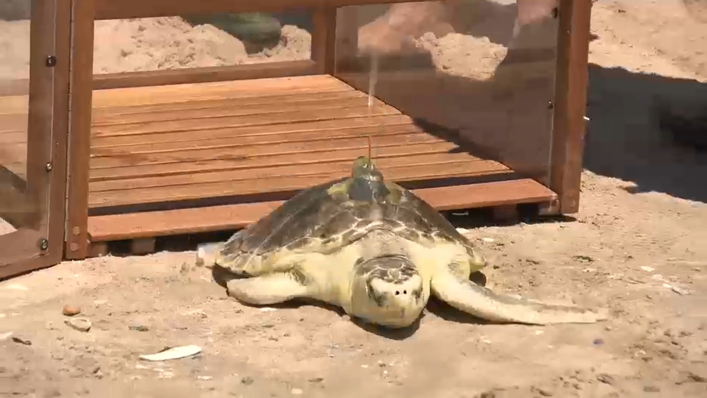 Sea turtle Pancake returns to ocean after recovering from hypothermia