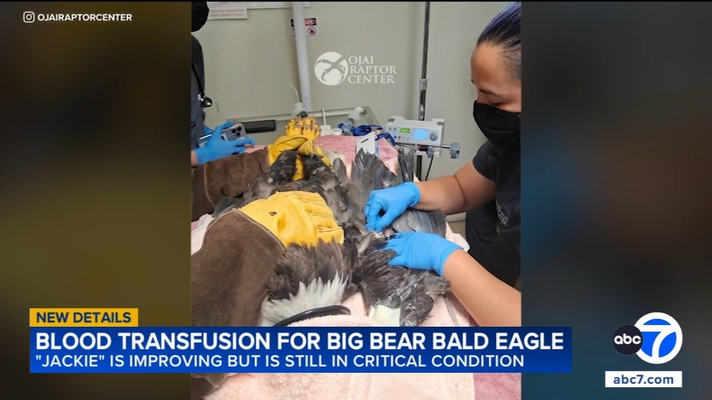 Specialists work to uncover Jackie's illness