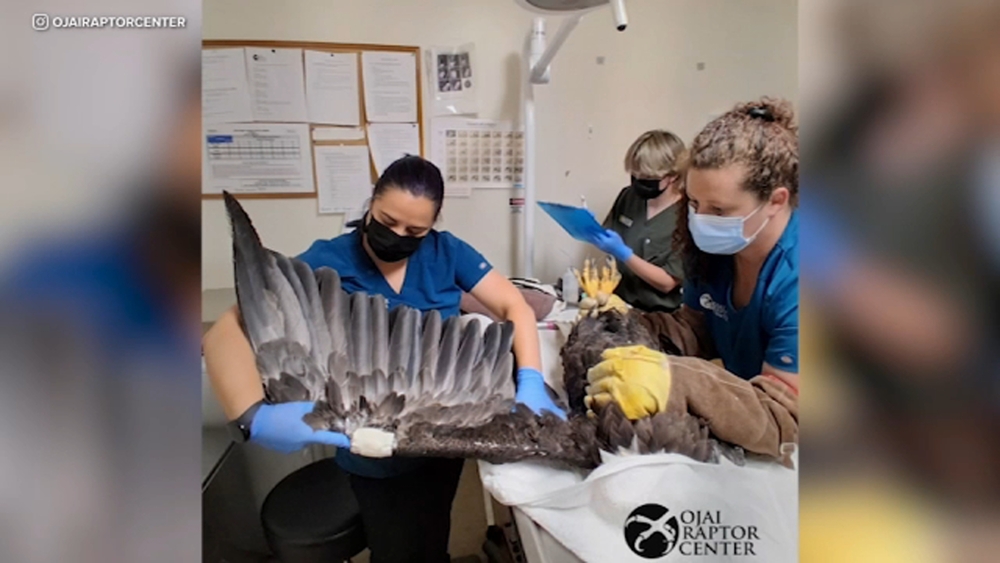 Bakersfield zoo's eagle donated blood for Jackie