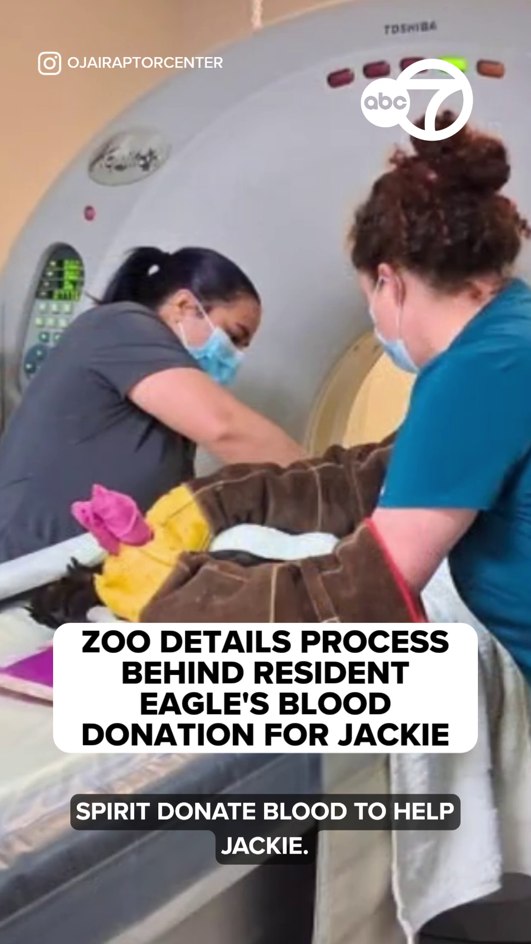Zoo details process behind resident eagle's blood donation for Jackie