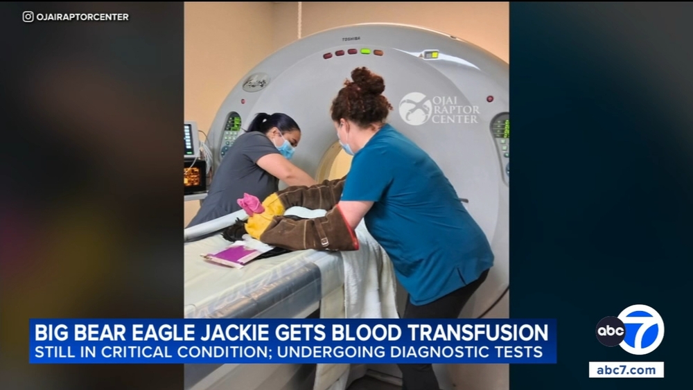Jackie remains in critical condition after blood transfusion