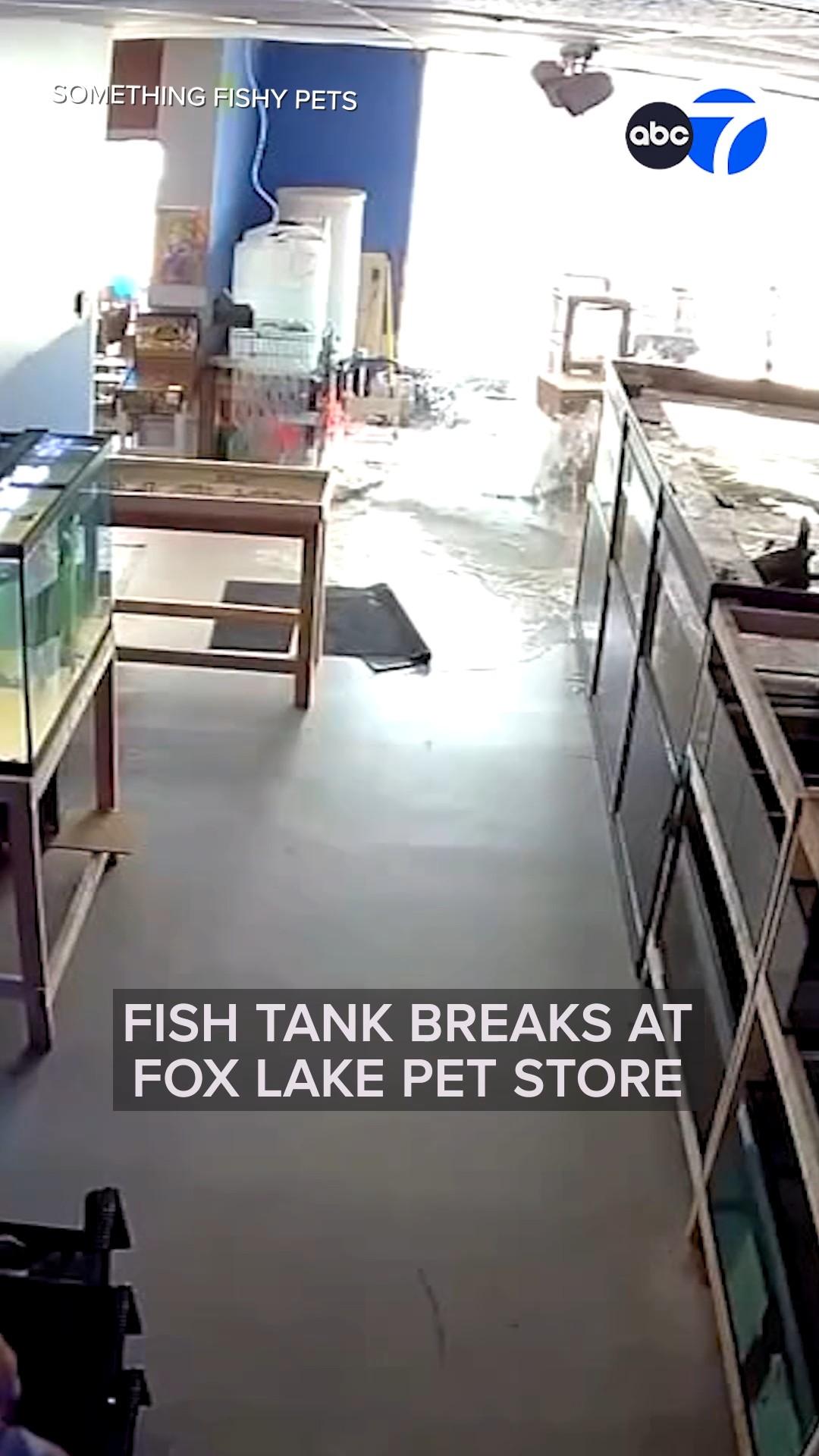 Fish tank breaks at Fox Lake pet store
