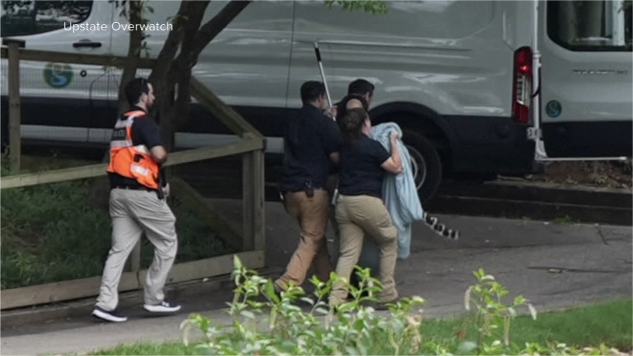 Leopard escapes enclosure, forces SC zoo evacuation