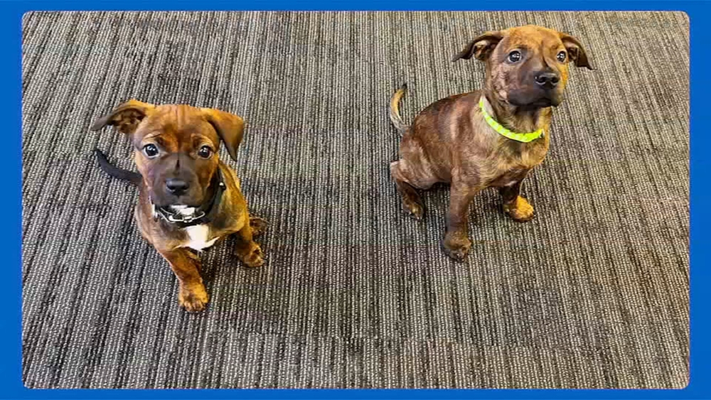 Shelter Me: Meet Kourtney and Woody from Brindle Buddies & Friends