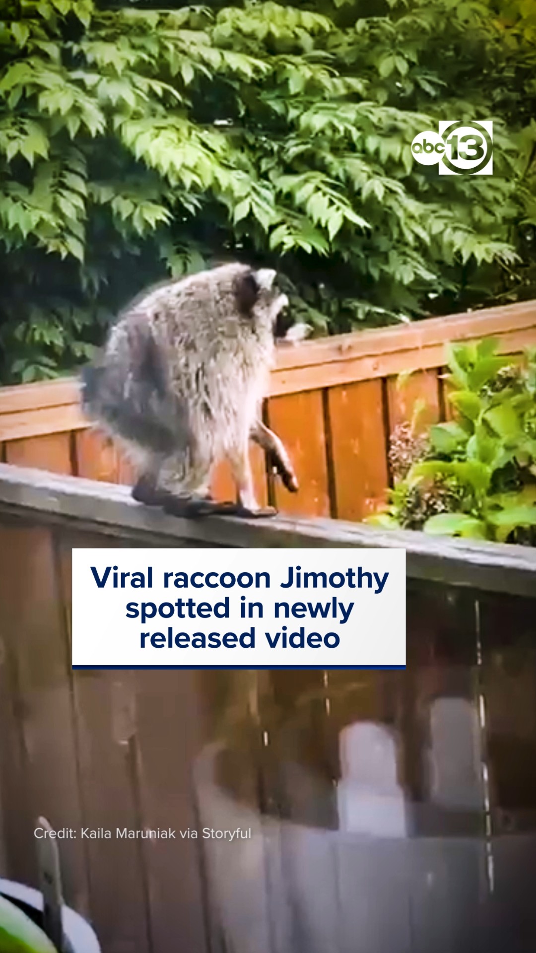 Viral raccoon Jimothy spotted in newly released Seattle video