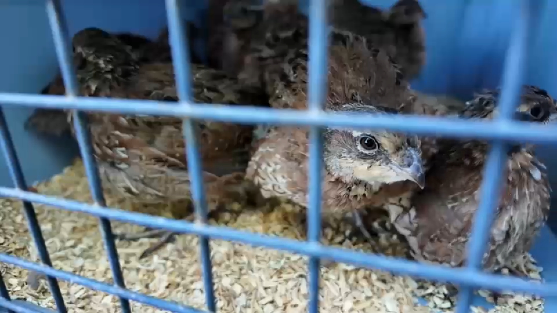 100 quail released at Hempstead Harbor Nature Trail to fight ticks