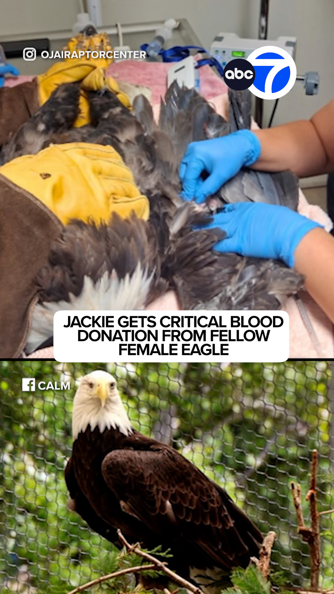 Jackie gets critical blood donation from fellow female eagle, Spirit