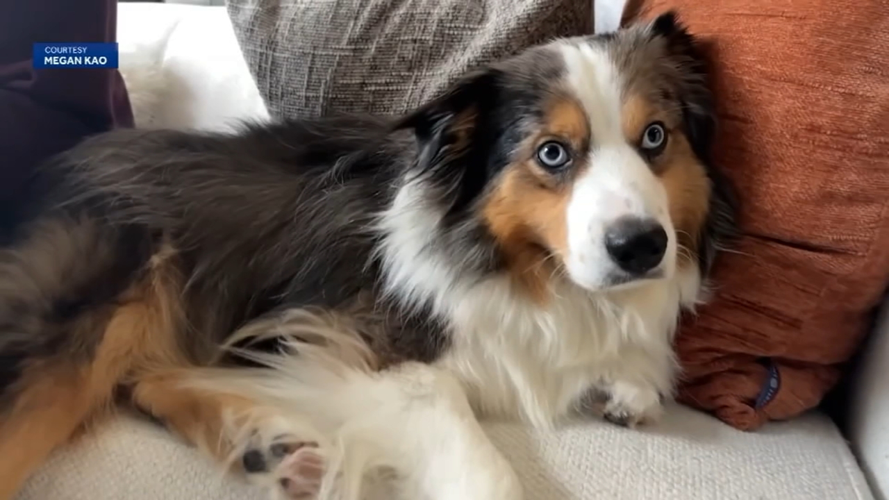 SF couple desperate to find dog missing from Monterey