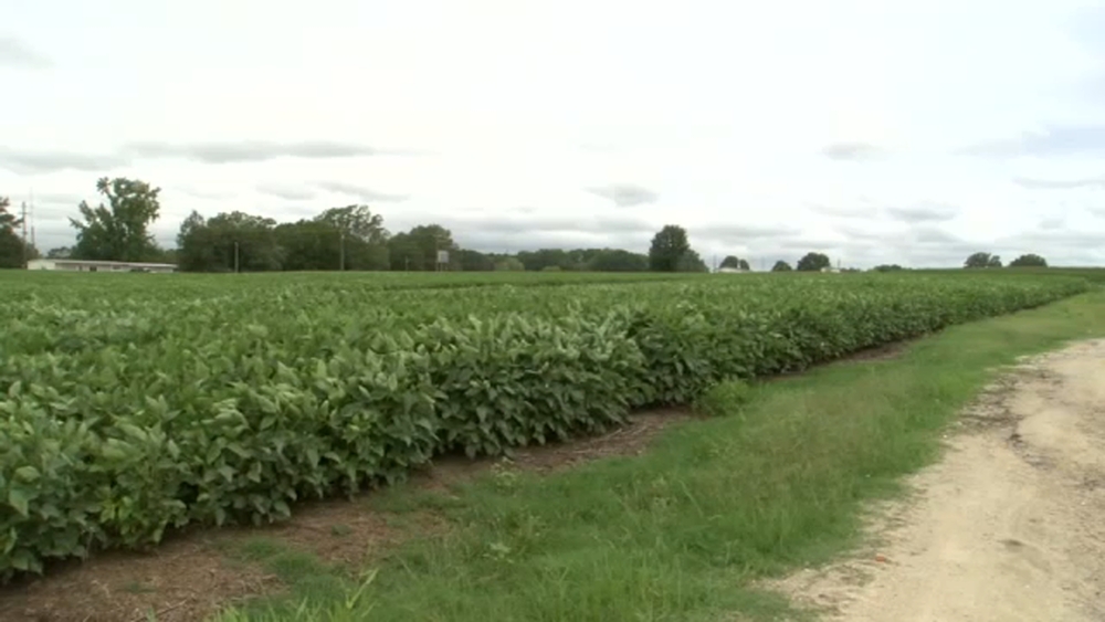 Rain brings hope, but challenges remain for farmers