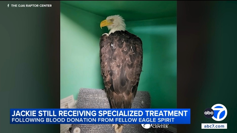 Doctor says Jackie's CT scan provided 'a ton of information'