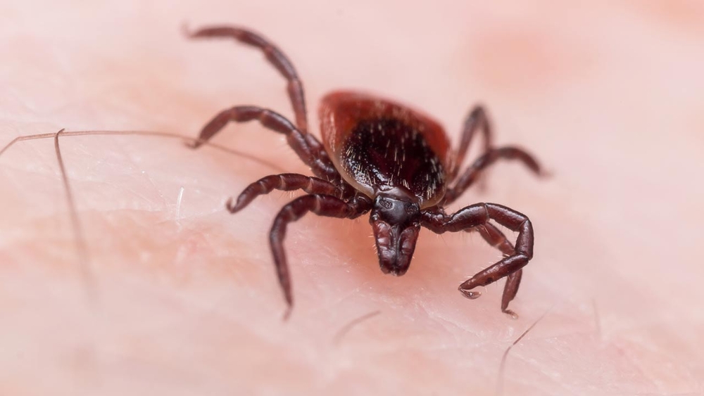 Things to know as tick season kicks off
