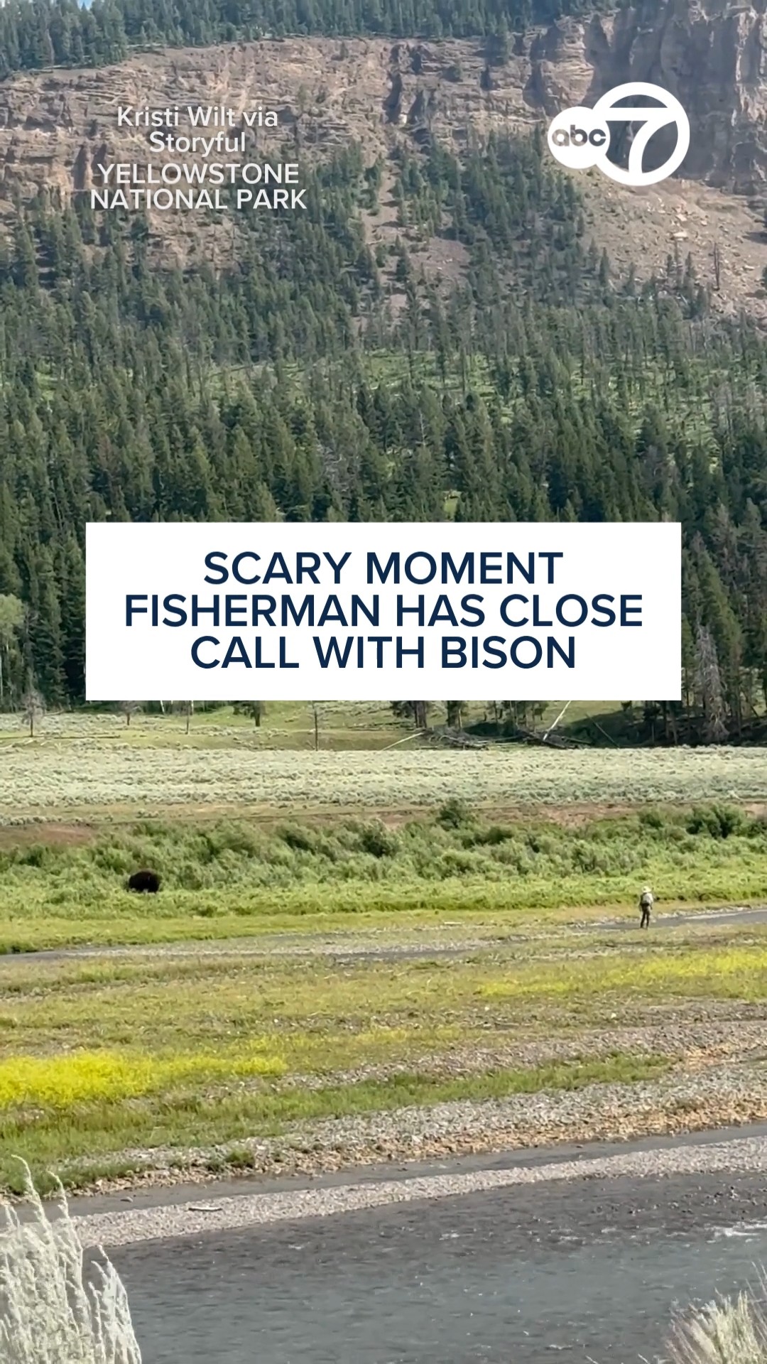 Scary moment fisherman has close call with bison
