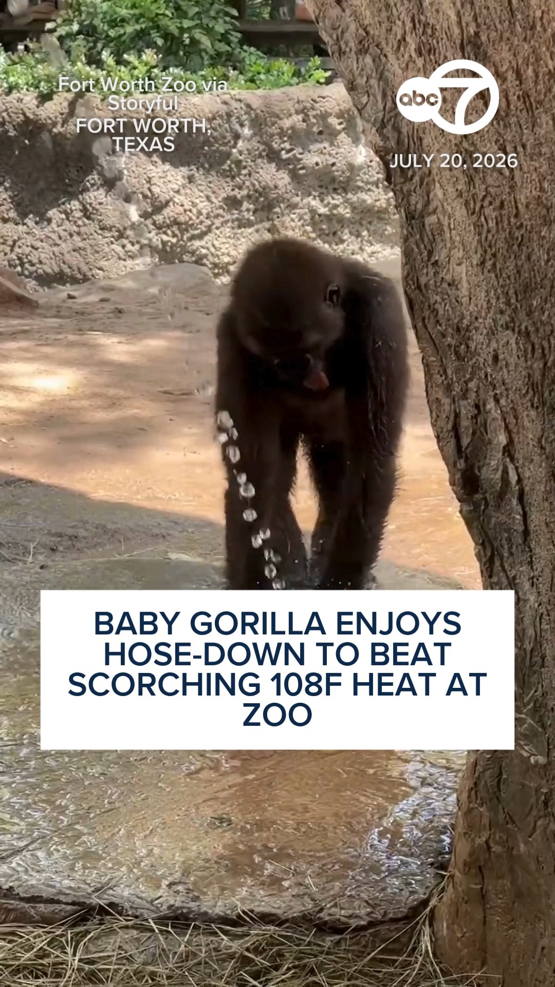 Baby gorilla enjoys hose-down to beat scorching 108F heat at zoo