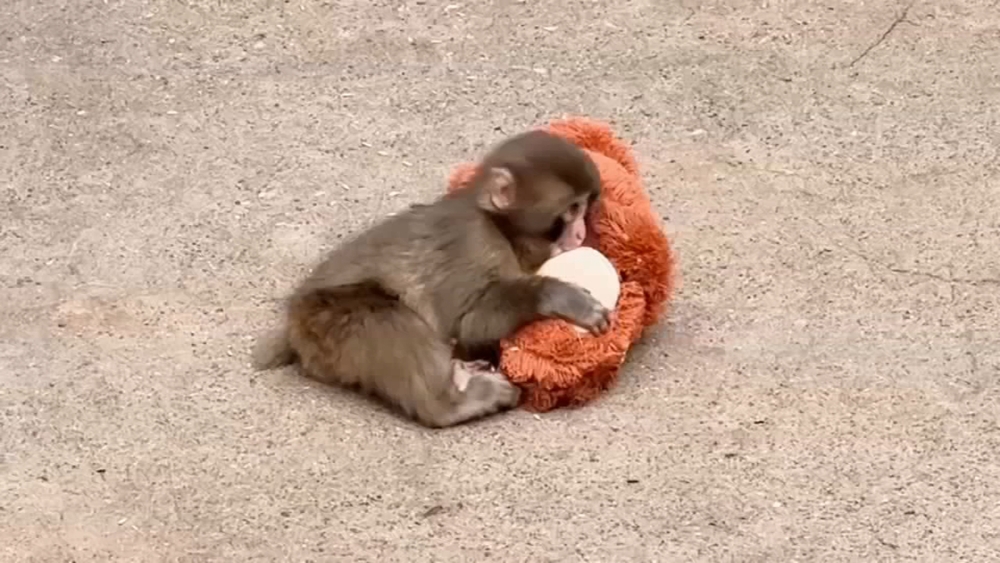 Punch the monkey gets thousands of birthday messages as he turns 1 
