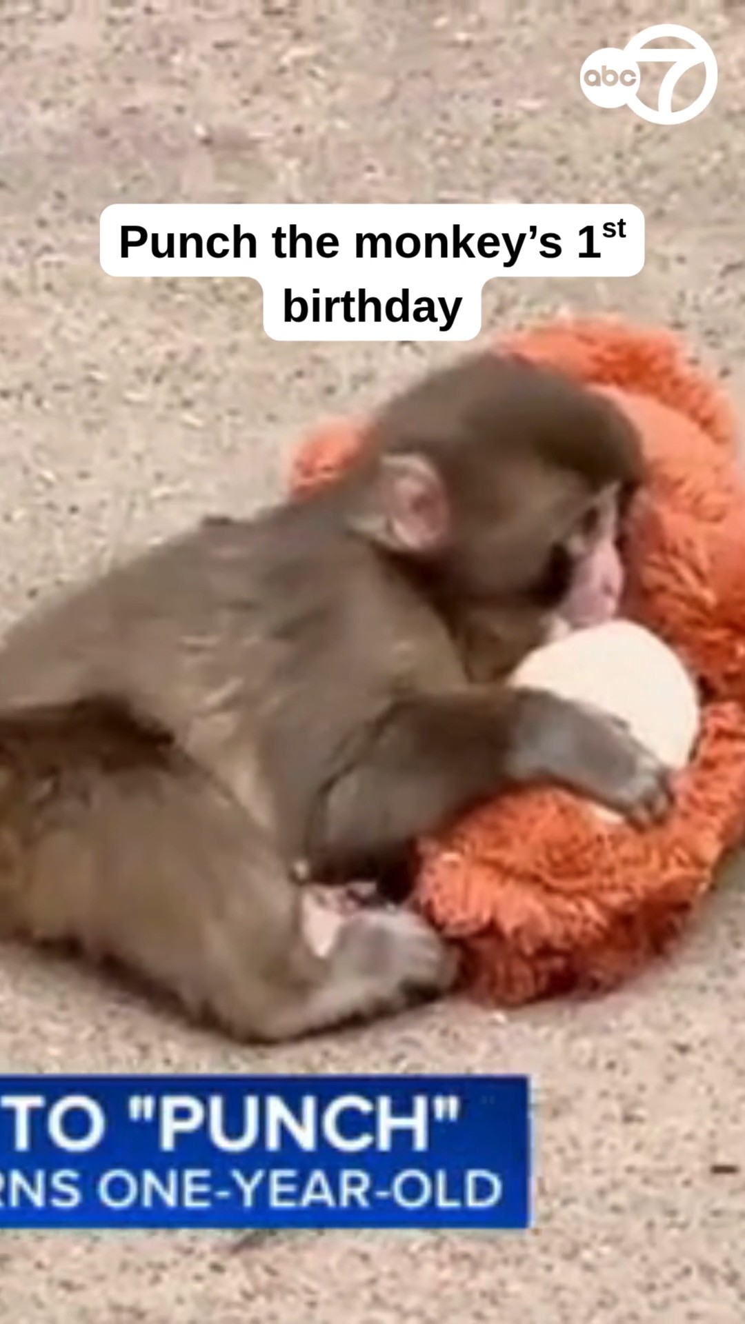 Punch the monkey gets thousands of birthday messages as he turns 1