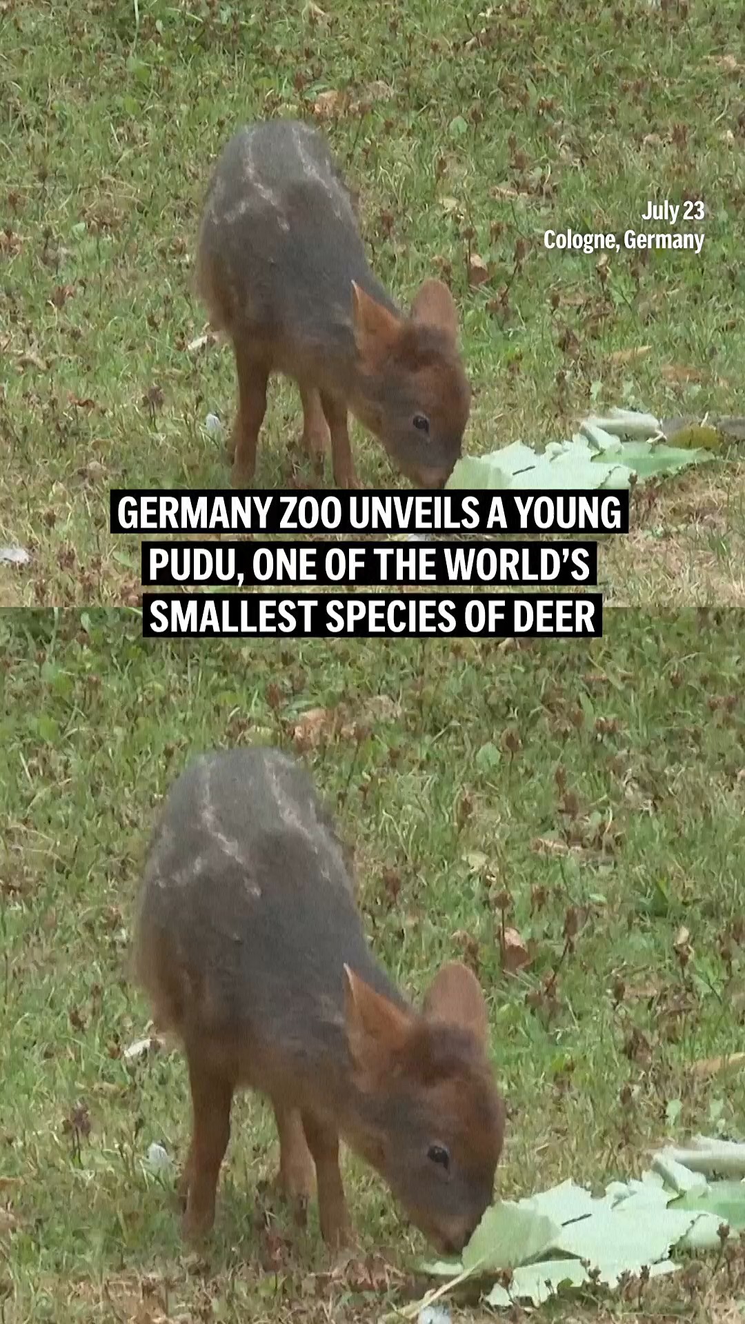 Zoo unveils a young pudu, one of the world’s smallest species of deer