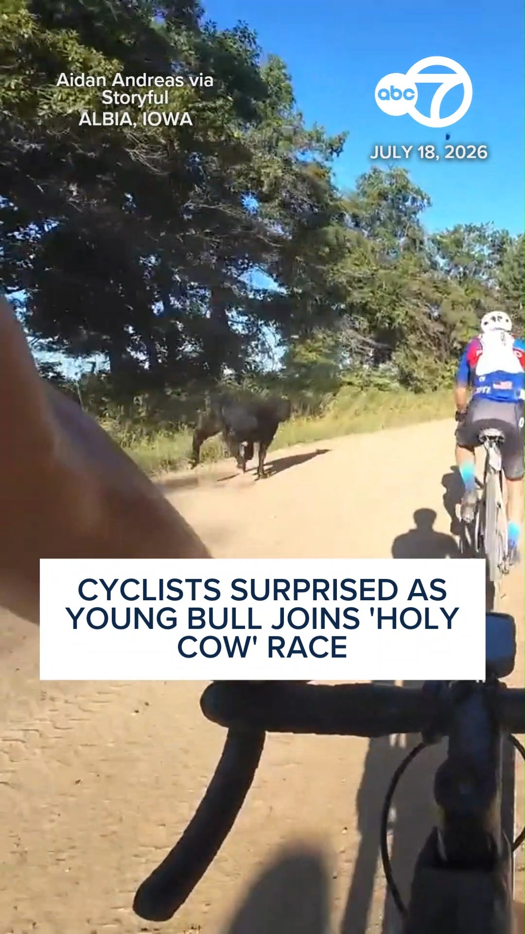 Cyclists surprised as young bull joins 'Holy Cow' race