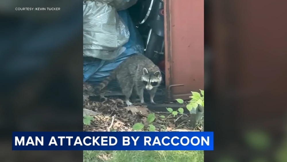 NJ man recalls raccoon attack: 'I could see these bright yellow eyes'