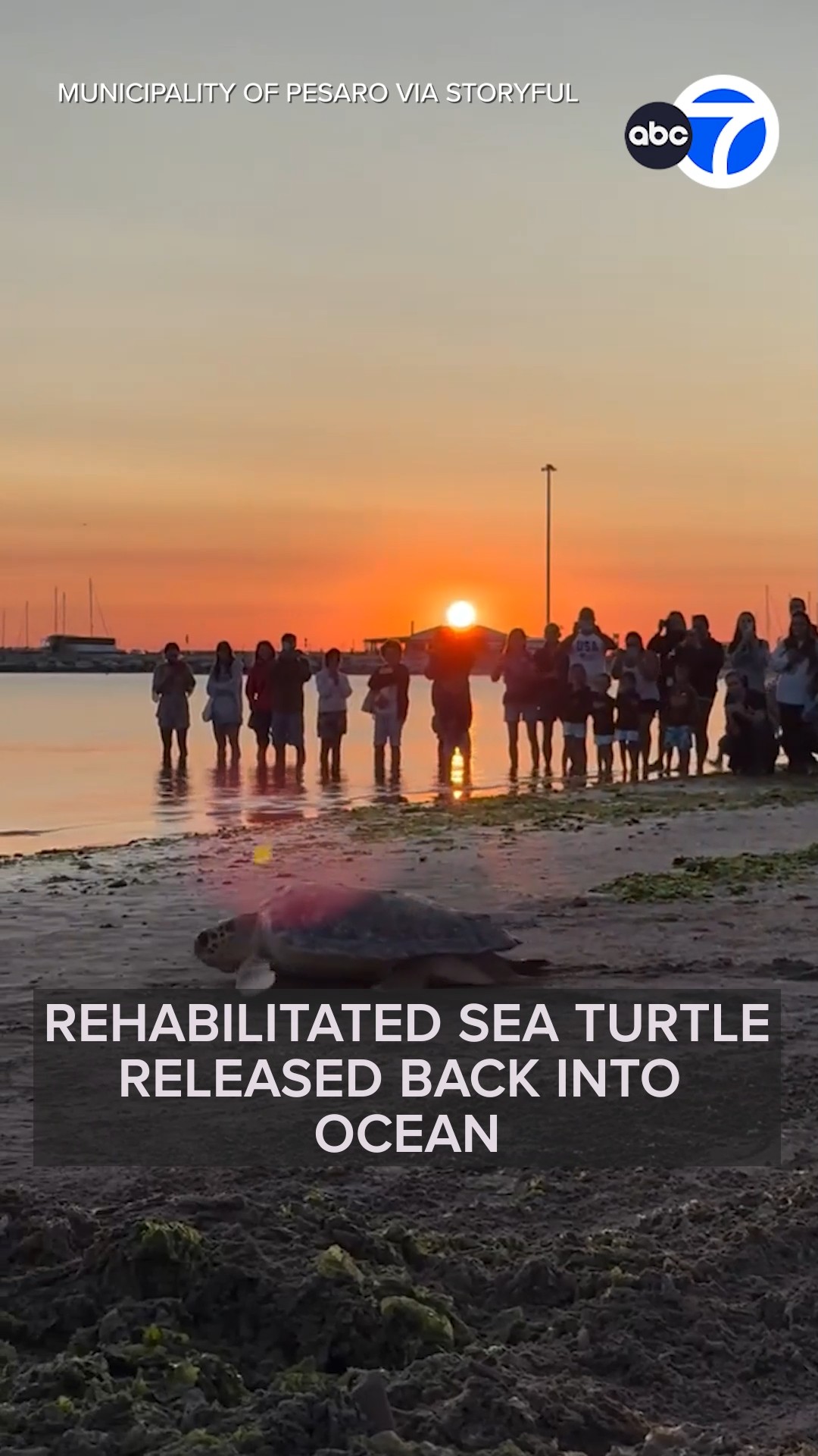 Rehabilitated sea turtle released back into ocean
