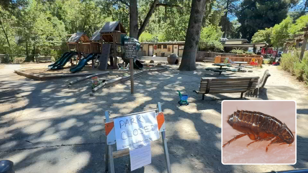 Flea infestation shuts playground; pesticide ban forces non-toxic fix