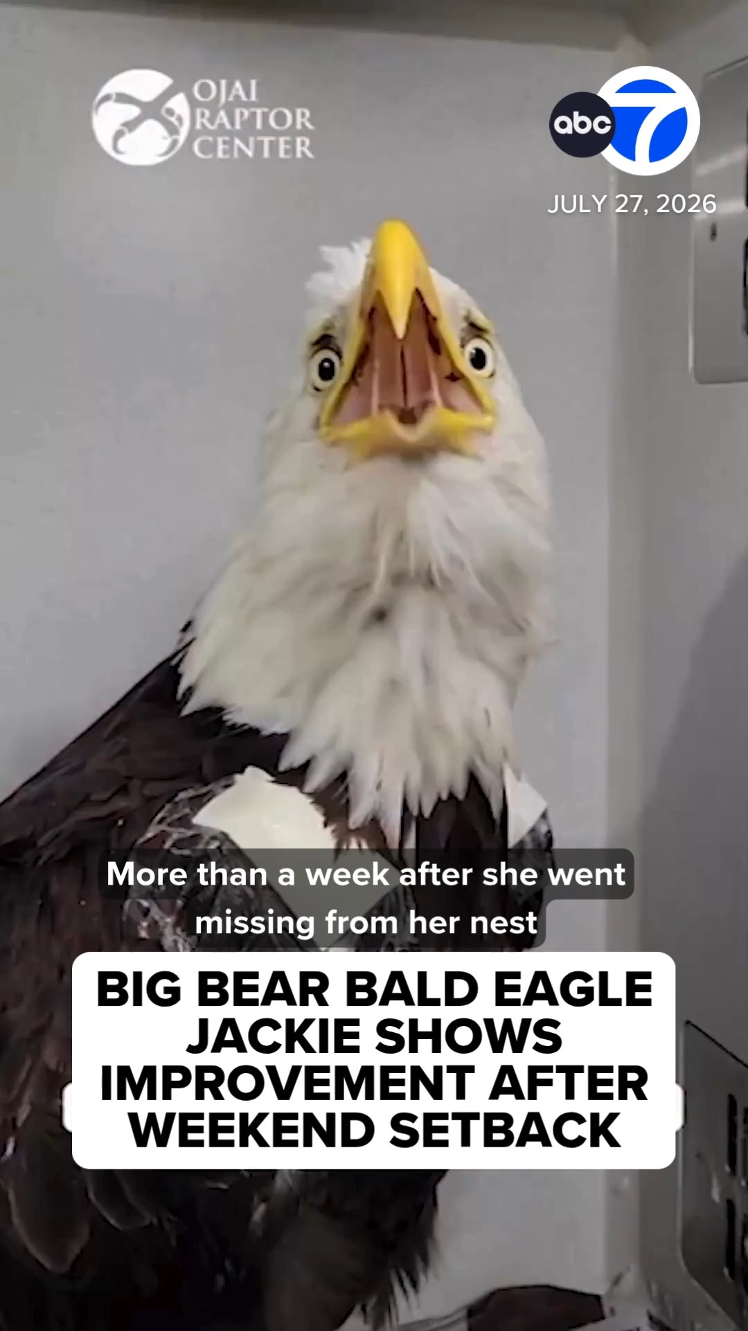 Big Bear bald eagle Jackie shows improvement after weekend setback