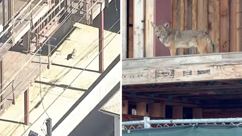 Coyotes take over abandoned West Hollywood construction site